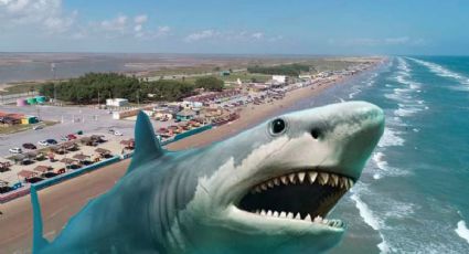 Tiburón gigante acecha playas de Tamaulipas; hay reportes desde marzo