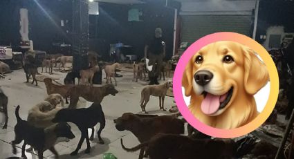 Huracán Beryl; 'Cachorrilandia' ofrece refugio a más de 50 perritos callejeros