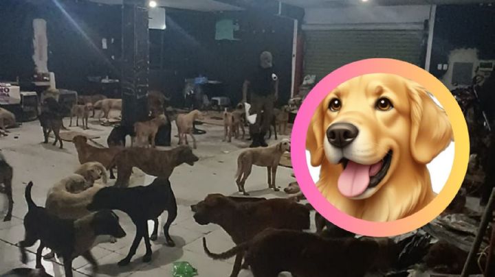 Huracán Beryl; 'Cachorrilandia' ofrece refugio a más de 50 perritos callejeros