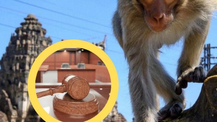 Quieren enviar a 2500 monos a la 'cárcel': este es el motivo