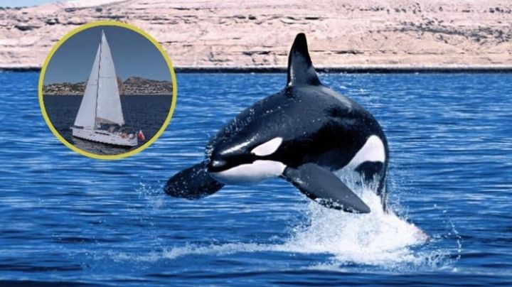 ¿Gladis, eres tú? Orcas rebeldes están de regreso; atacan a velero