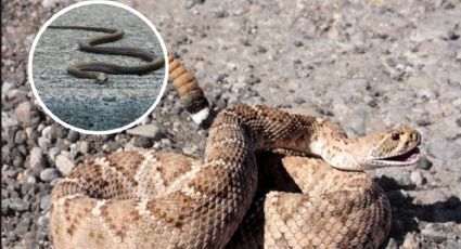 Temporada de serpiente de cascabel: estos olores las atraen y pueden llegar a tu casa