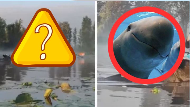 ¿Vaquitas marinas? Captan vacas “nadando” en los canales de Xochimilco | VIDEO
