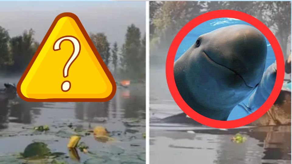 ¿Vaquitas marinas? Captan vacas “nadando” en los canales de Xochimilco | VIDEO