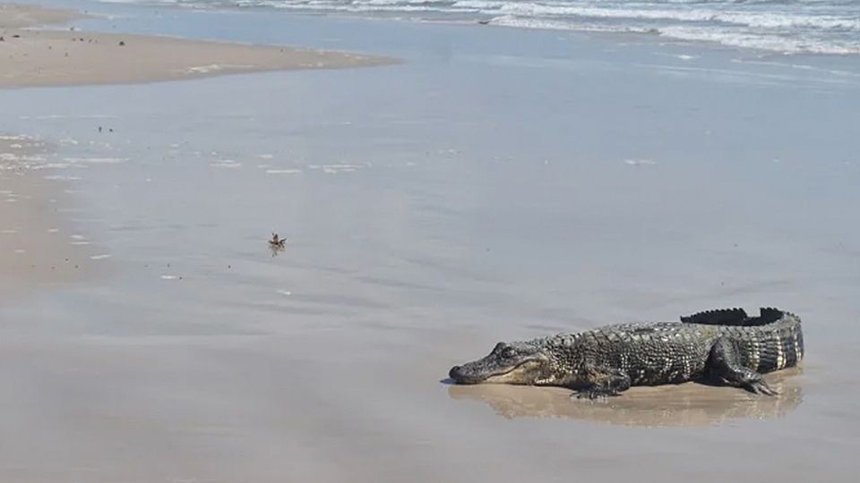 Avistan cocodrilo en South Padre Island