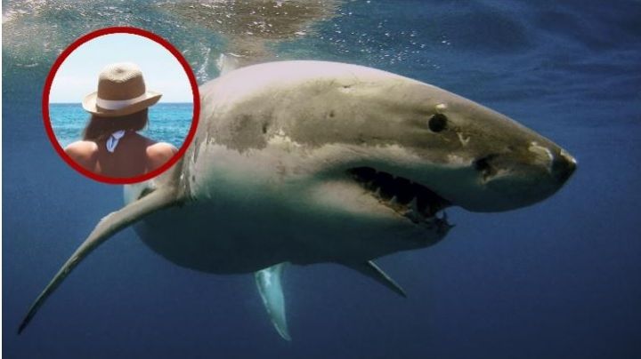 Temporada de tiburones: ¿qué debes hacer si te encuentras uno en la playa?