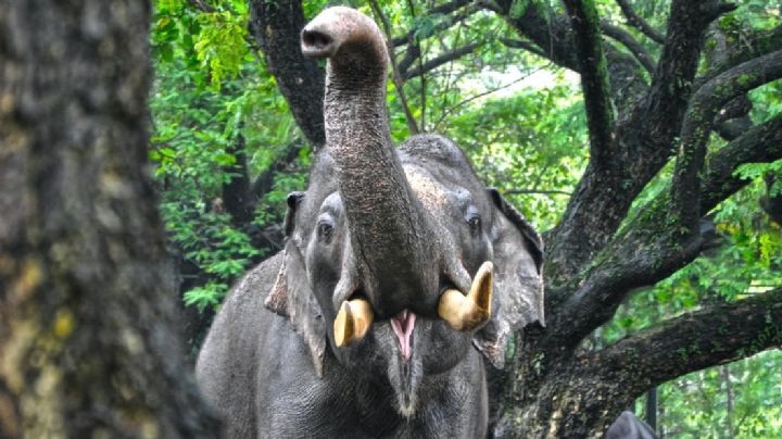 Turista se toma una 'selfie' con elefantes, uno de ellos lo ataca y lo pisa hasta matarlo