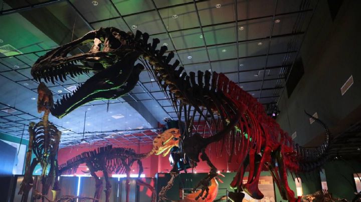 Invita gobierno de Nuevo Laredo a disfrutar del Museo de Historia Natural y el Reyes Meza