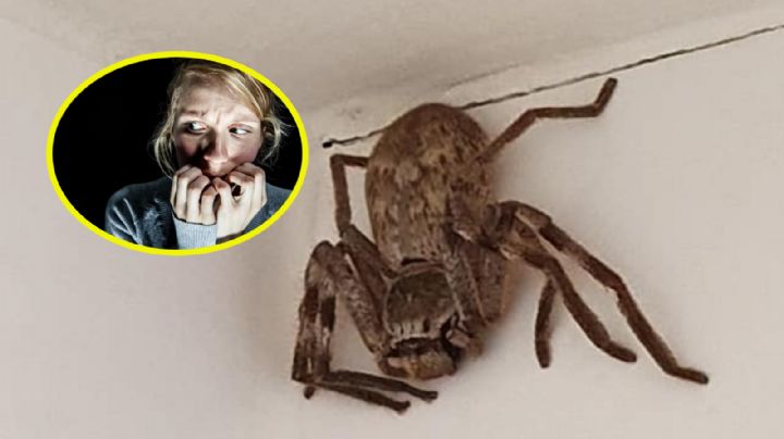 Temporada de arañas espeluznantes: por esta razón podrían esconderse en el baño