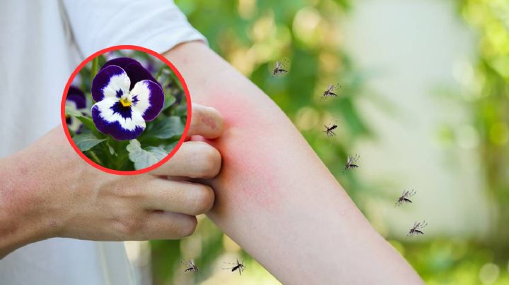 ¡Cuidado! Estas plantan atraerán mosquitos a tu casa y jardín, evítalas a toda costa