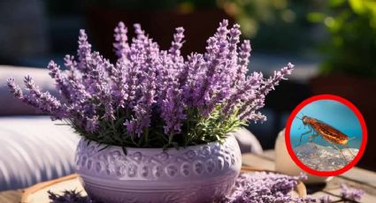 Ahuyenta a las cucarachas de tu casa o jardín con estas plantas