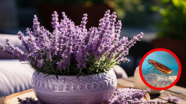 Ahuyenta a las cucarachas de tu casa o jardín con estas plantas