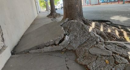 ¿Es ilegal sembrar un árbol en la banqueta de mi casa?