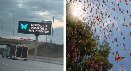 Mariposas Monarca inician migración hacia México; las despiden en carreteras de Canadá