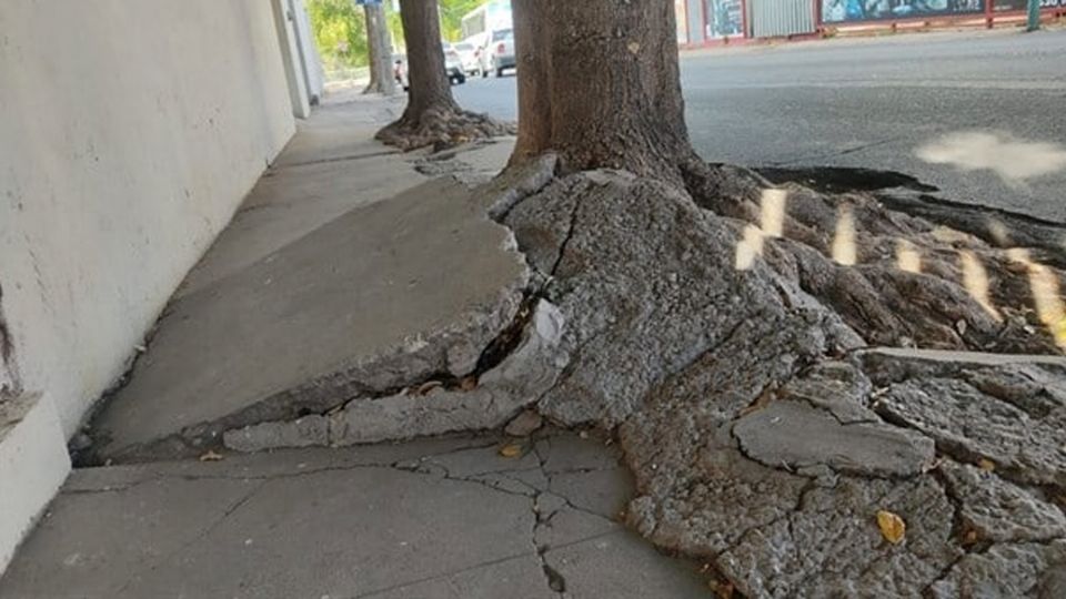 la siembra de árboles en la banqueta