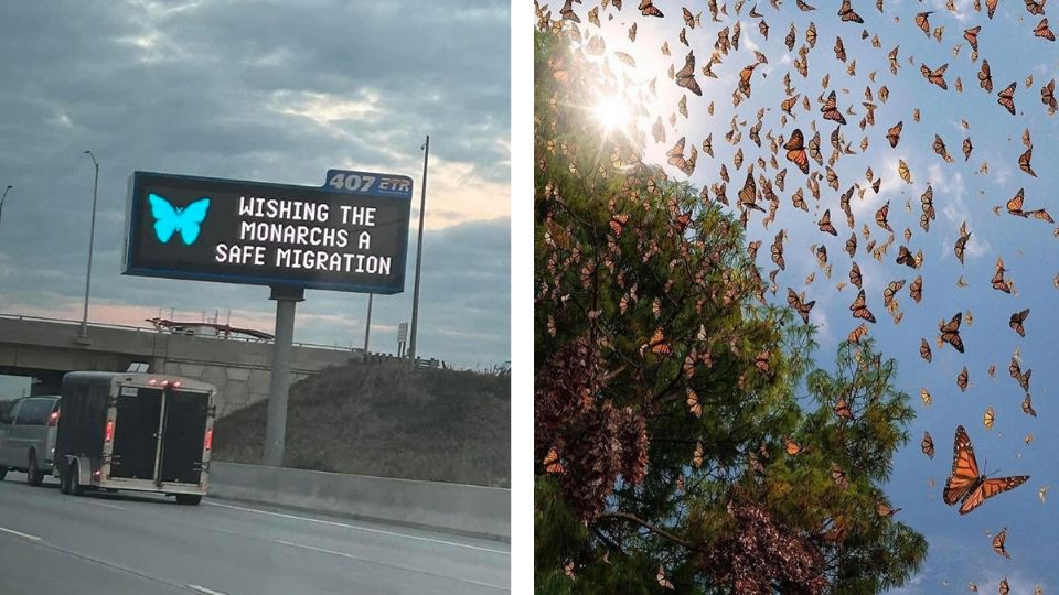 Empieza la migración de mariposas monarca desde Canadá