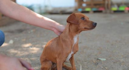 Aplica Gobierno Municipal multas por maltrato animal