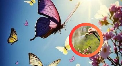 Las mariposas llegarán a tu jardín si tienes esta planta en tu hogar