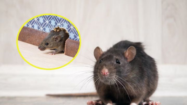Aleja las ratas de tu casa con estos 5 olores, según expertos