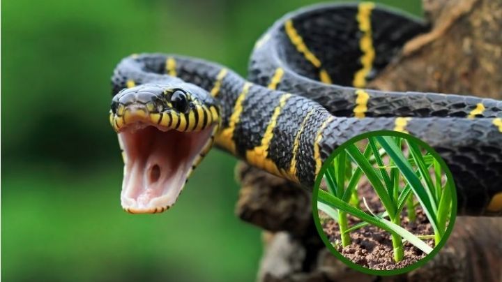 Mantén a las serpientes alejadas de tu casa con estos 3 sencillos trucos