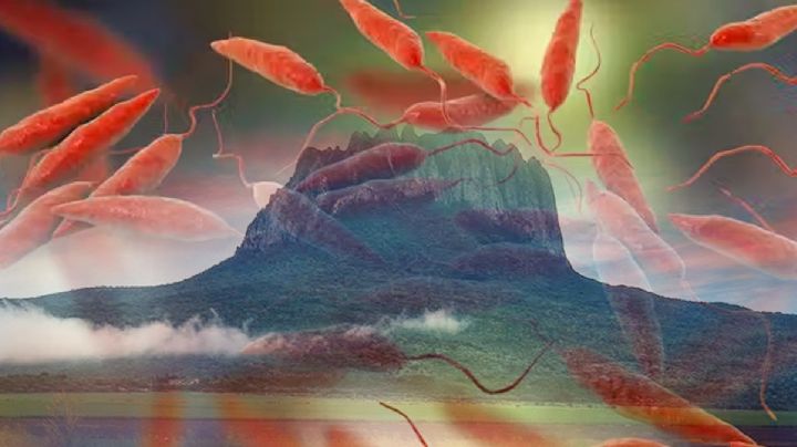 Alarma por brote de casos de Leishmaniasis en esta ciudad de Tamaulipas