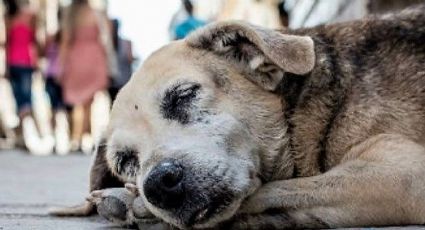 Alerta en Torreón por envenenamiento masivo de perros y gatos