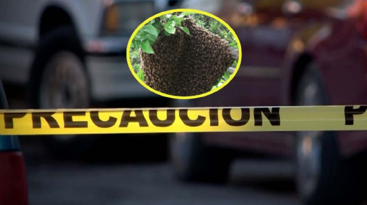 Abuelito muere por picaduras de abejas; intentó salvar a su perro del ataque