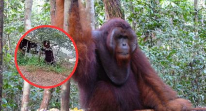 Captan a enorme orangután del tamaño de una casa; ¿real o ilusión? | VIDEO