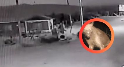 ¿Un perro se 'transforma' en humano? Cámara de seguridad capta extrañas imágenes | VIDEO