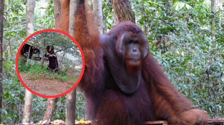 Captan a enorme orangután del tamaño de una casa; ¿real o ilusión? | VIDEO