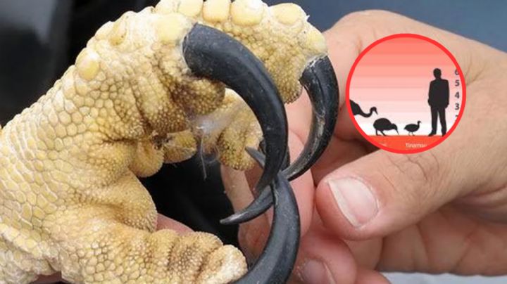 Estos animales son más grandes de lo que pensabas, seguramente te sorprenderán