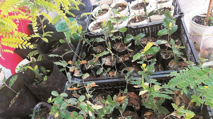 Podrán saber de especies nativas en Nuevo Laredo