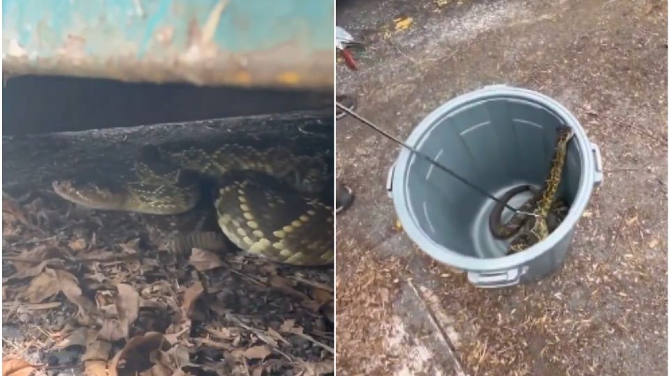 En este lugar se escondía una serpiente de cascabel de cola negra en la CDMX