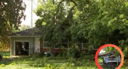 Terrible accidente: longevo árbol cae sobre casa; niño de 5 años está gravemente herido