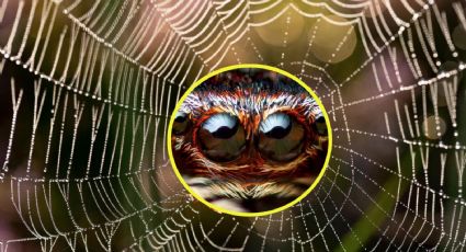 Conoce la araña más grande del mundo y el impresionante tamaño que podría alcanzar