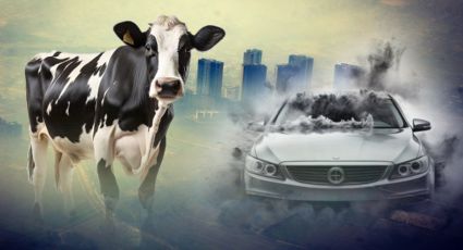 Vacas contra autos: ¿quienes contaminan más con sus gases?