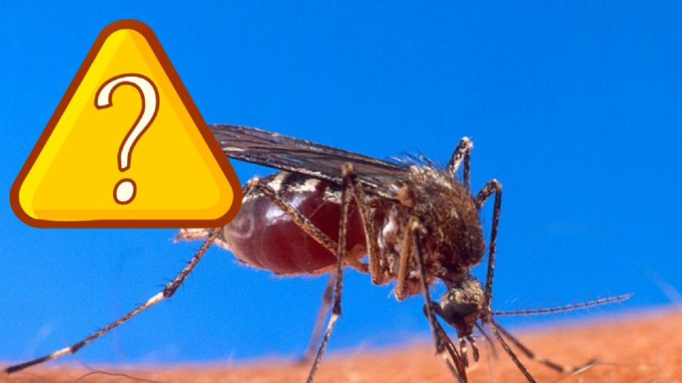 Dicho virus es transmitido principalmente por la picadura del mosquito Culicoides paraensis