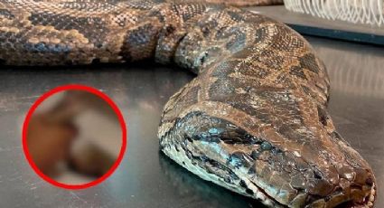 Serpiente muerde a hombre mientras estaba en el baño; salió de la taza