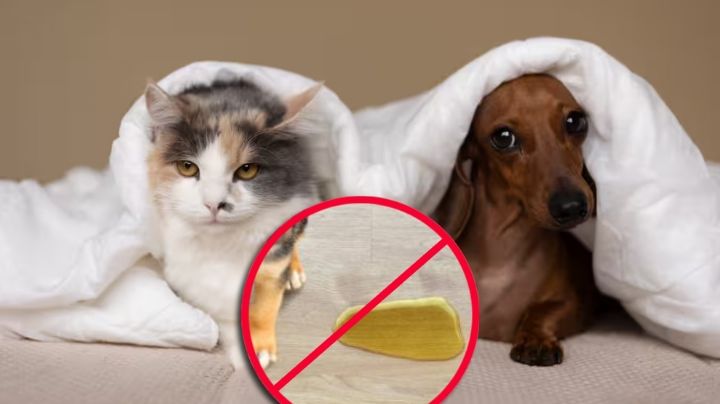 Elimina el mal olor de la orina de perros y gatos con esta sencilla mezcla casera