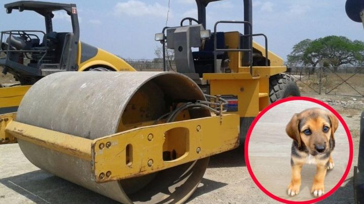 Trabajador atropella a perrito con una aplanadora; caso indigna en redes sociales | VIDEO