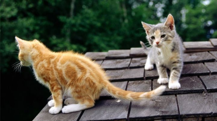 ¿Los gatos se van lejos cuando se escapan de casa? Científicos descubren la verdad