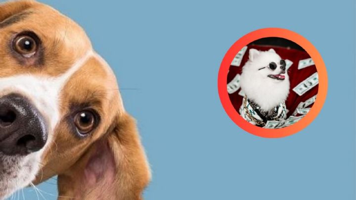 ¿Sabes cuál es el perro más caro? Esta raza rompe el cochinito