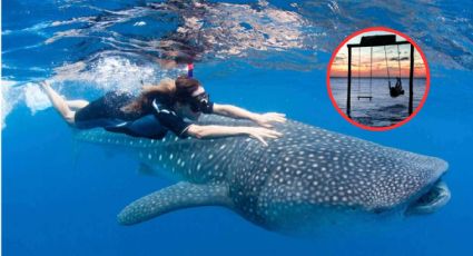 En esta isla podrás caminar en el agua y ver tiburones ballena de cerca