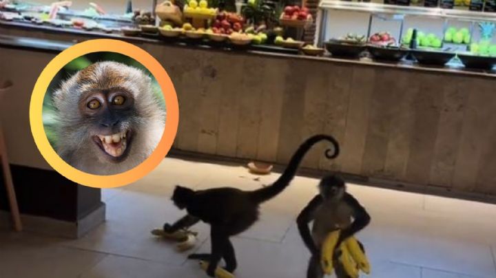 Monos araña roban plátanos en un hotel y desatan risas entre los comensales | VIDEO