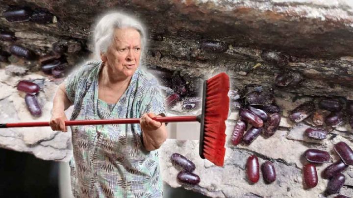 Truco casero para que puedas eliminar los huevos de cucaracha