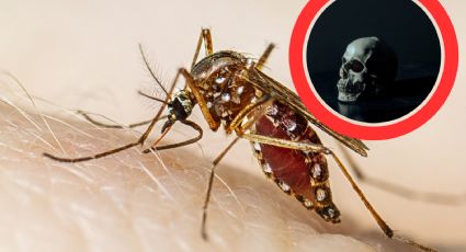 Dengue: seis personas fallecieron en este estado: ¿cuál es la situación?