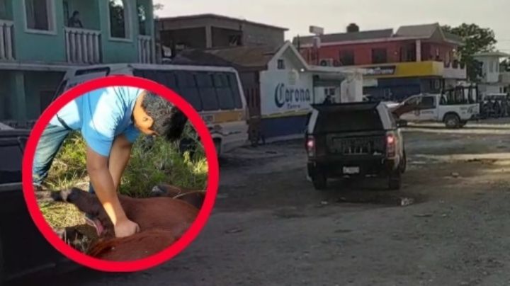 Hombre en Tamaulipas fallece tras ser pateado por caballo que estaba sufriendo un infarto
