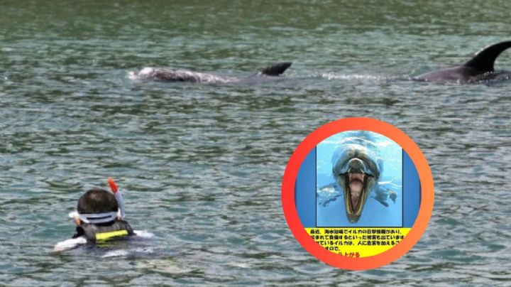 Delfín en busca de amor aterroriza playas japonesas: 18 ataques a bañistas en el año
