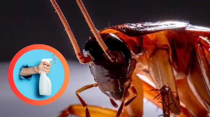 Olvídate de las cucarachas con esta verdura que tienes en casa, te decimos cómo usarla