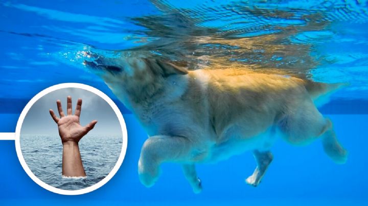 ¿Por qué los animales saben nadar por instinto y el humano debe aprender?